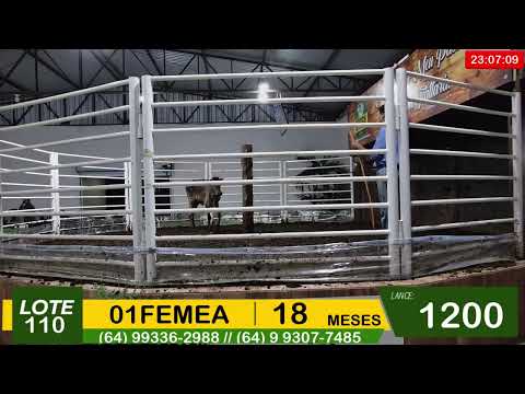 BRASIL LEILÕES - SÃO LUIS DE MONTES BELOS - GO -21/01/2026