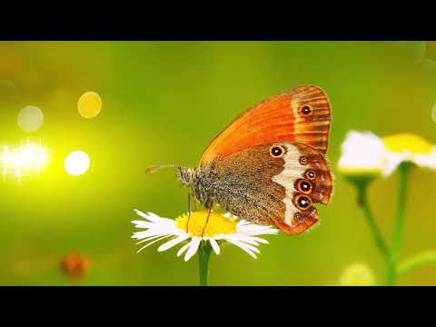 OPwekking 455 Wij gaan door