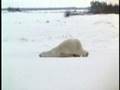 Monday Morning For Polar Bear