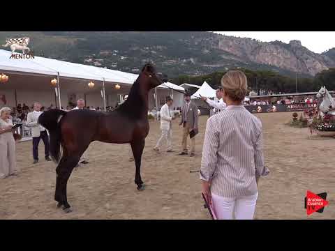 N.131 D IBN RASHEEM - Menton 2019