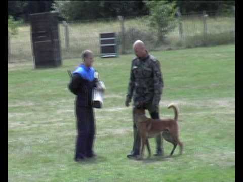 Nero vom Haus Mecki SchH3 Protectionwork 99 points