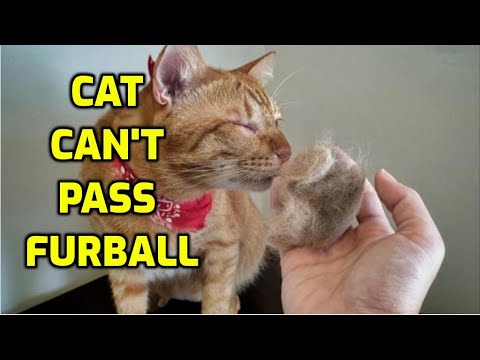 How Can I Help My Cat Pass A Hairball?
