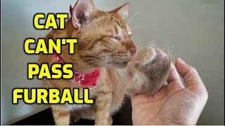 How Can I Help My Cat Pass A Hairball?