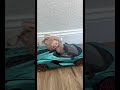 I Woke Up In A New Bugatti Labubu Viral Tiktok Shorts Trending Bugatti
