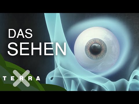 Das Auge – eine Erfolgsgeschichte der Evolution | Terra X