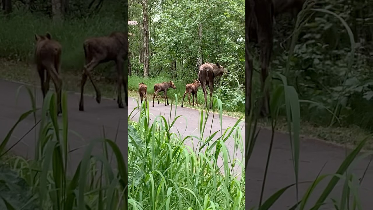 Baby Moose triplets are definitely  a beautiful site to see indeed.￼