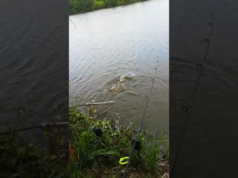 Ten 8 kg la Crevedia 5