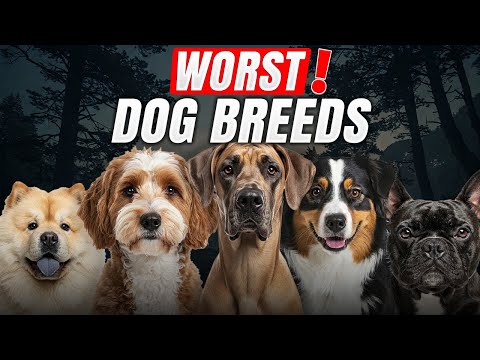 Top 5 Dog Breeds I'd NEVER EVER Own!
