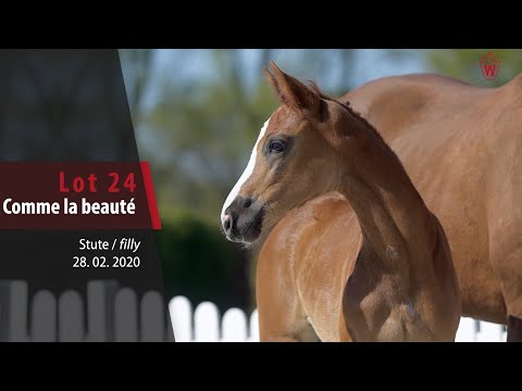 24 Comme la beauté Stute v. Comme il faut - Couleur-Rubin