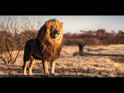 EL REY DE ÁFRICA - El León cazando en la sabana - EDUCACIÓN ANIMAL