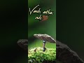 Vip Title Song Tamil Fullscreenstatus Whatsapp Status Vip Thadai Athai Udai