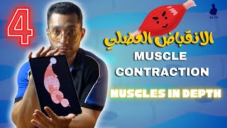 ازاي العضلة بتنقبض؟ Physiology of muscle contraction✨👌
