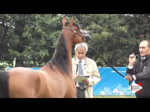 N.121 MASRATA AL NASSER - Ströhen 2015 B-Show - Fillies 3 years old (Class G)
