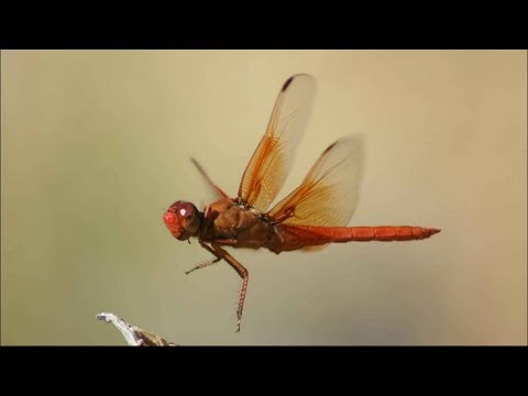 La Libélula | En el pasado midió mas de 70 cm