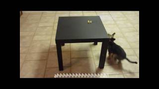 Super Funny Dog Videos (Extended version)