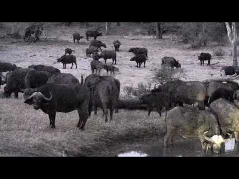 Djuma: Breeding herd of Buffalo-Pt:2 - 18:07 - 09/18/18