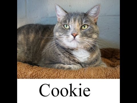 Cookie 'Stunning', an adopted Domestic Short Hair in Mt. Vernon, NY_image-1