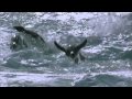 Catherine Wheel - Heal (HD) (Happy days 1995 ...