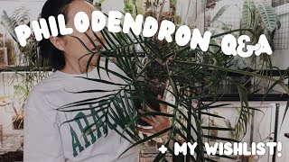 let's talk about philodendron! 21 questions and answers + my current philodendron wishlist 😌 💭