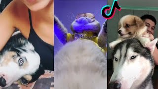 HAPPY DOG AND CAT TREND 🐶 CAT AND DOG SINGING DANCING TIKTOK COMPILATION