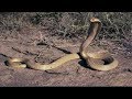 Life Of King Cobra NatGeo Wild