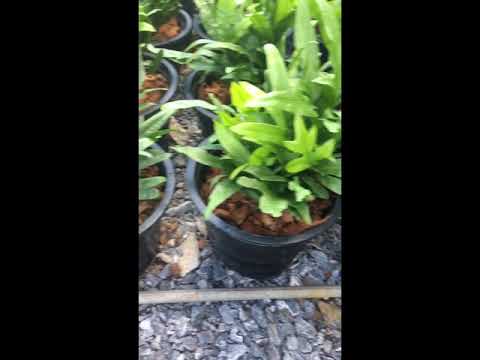 เทคนิคการใส่ปุ๋ย เฟิร์นฮาวายให้สวยงาม แบบสวนคุณจำลอง จ.นนทบุรี (How to fertilize ferns)