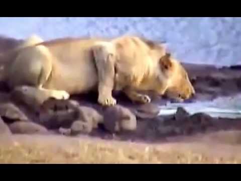 Lion attack Lion Drinking at river life NEW@croos