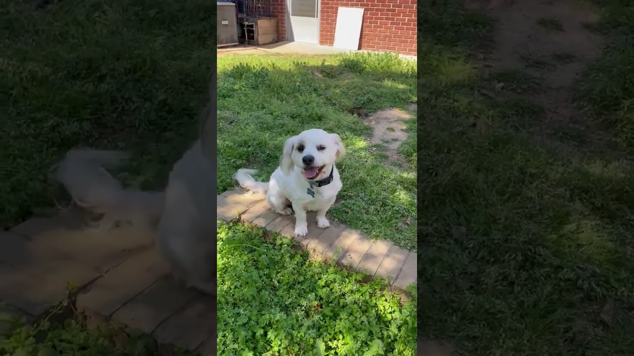 Enlarge Royce, a ADOPTABLE Havanese in Memphis, TN video 2/6