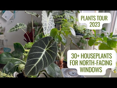 , title : '30+ Houseplants Tour | Growing Humidity-loving Plants on North-Facing Windows; 2023'