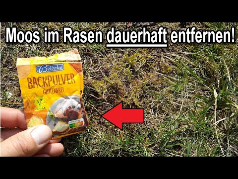 Wie dir Backpulver JETZT gegen Moos im Rasen hilft!