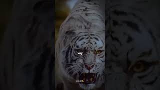 Download lagu Story' Wa Macan Putih #shortvideo mp3