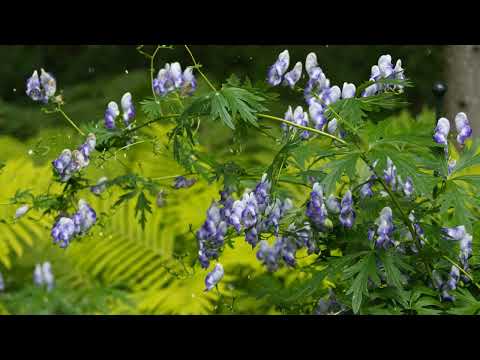 How to Grow Monk's Hood