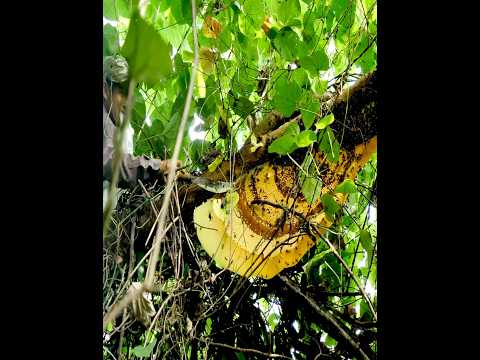 A life-threatening challenge! Golden honey straight from the top of a wild tree.