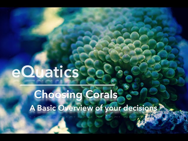 How to choose corals for your reef tank