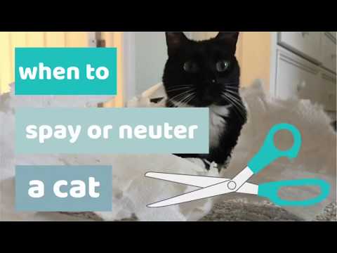When to Spay or Neuter a Cat