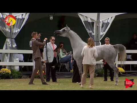 N.43 LA DOLFINA ALFABIA - ELRAN CUP 2019 - Mares 4 to 6 Years old (Class 9)