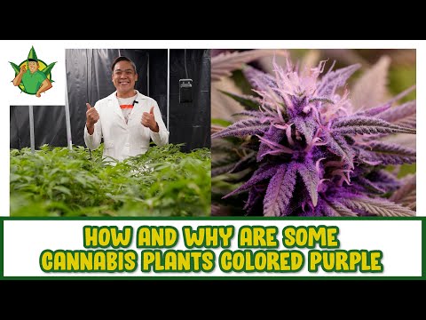 Filipino Cannabis Guy - How and Why are Some Cannabis Plants Colored Purple
