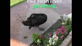 Swan loves gardening