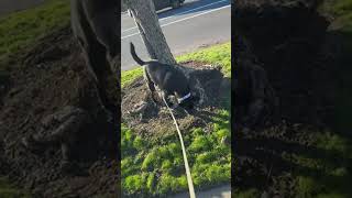 Highlight 5:44 - 10:41 from #live #dog #walk
