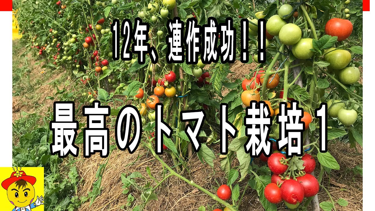 トマト苗の徒長をカバーする深植え移植法|連作土の活用と霜対策