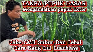 Download lagu SIMPLE FERTILIZATION WITH EXTRAORDINARY RESULTS (COMBINATION OF BIOLOGICAL & SYNTHETIC FERTILIZER... mp3