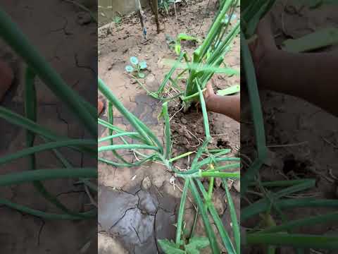 Harvesting my green onion....direct from my kitch garden...