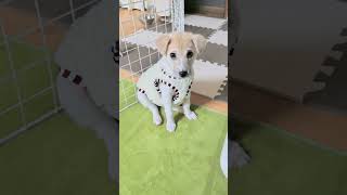 ゆめこが小さかった頃 #わんこ #保護犬との暮らし #犬と田舎暮らし