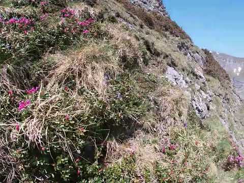 PE BRÂNA VĂII ALBE DIN BUCEGI