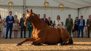 Rejected Horse No One Wanted Becomes a Legend  This Young Man Changed Everything
