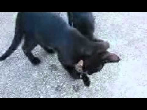 harbor cats feeding time
