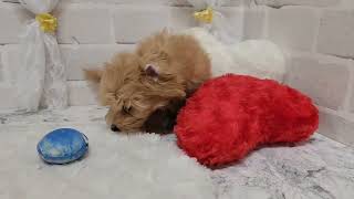 ハーフ犬の動画01