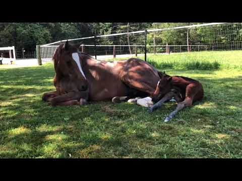 Pony Fohlengeburt Teil 3 Weidegeburt 23.05.2018 Chicka de Luxe D-Power AT Fohlen