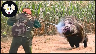 Download lagu Top 120 - The Tough Fight Of American Hunters With The Wild Boars In The Field | Wild Boar Hunting mp3 Download lagu Top 120 - The Tough Fight Of American Hunters With The Wild Boars In The Field | Wild Boar Hunting mp3