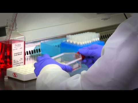 Primary Cell Culture: Protocols & Guidance